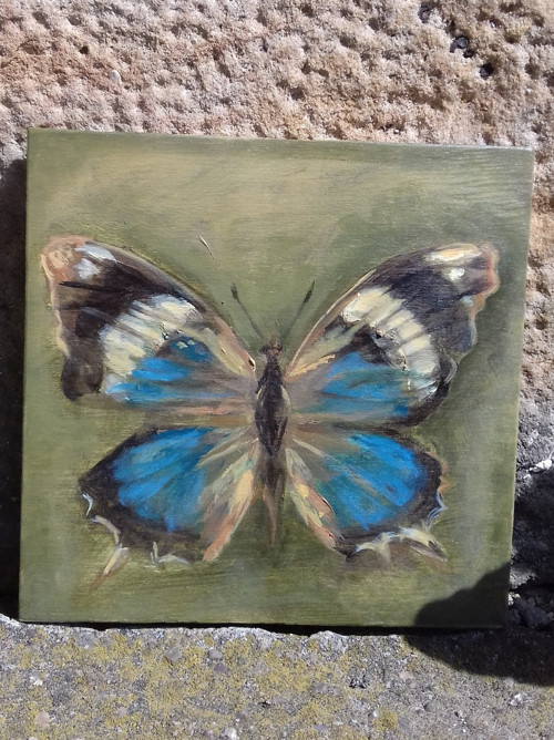Charaxes bohemani