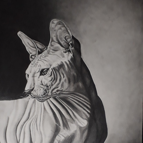 Sphynx