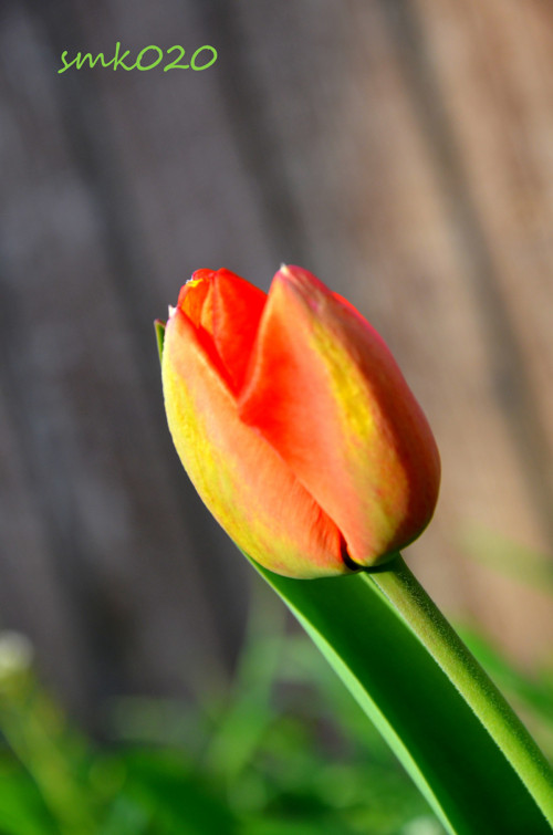 Tulipán - autorská fotografie