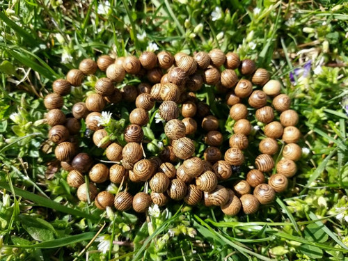 Dřevěný náramek z dubu - dámská a dětská