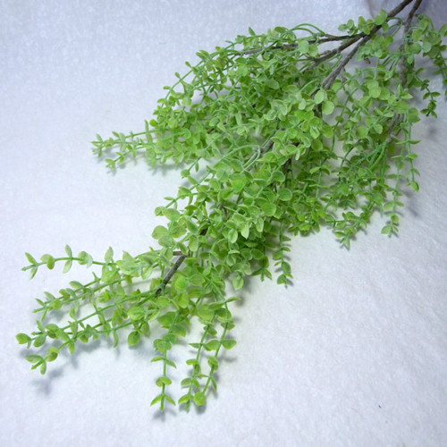 Eukalyptus - bohatý trs 95 cm — foto 1