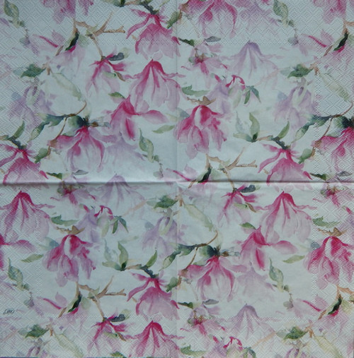 Magnolie na bílé 2859