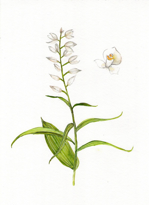 Okrotice dlouholistá
