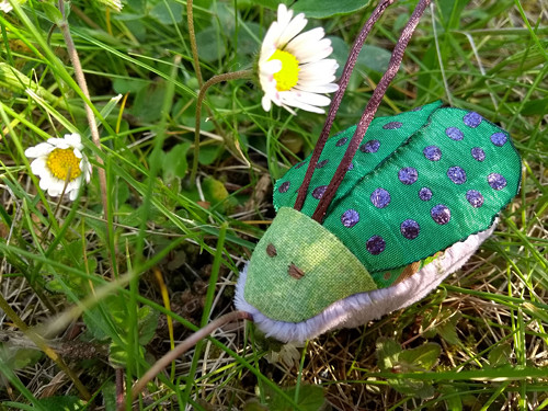 Meduška Lesní (Meda Sylvatica) — foto 1
