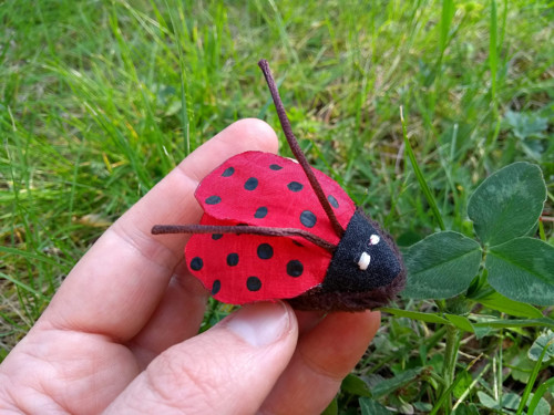 Beruška Brusinková (Coccinella Rhodococcus) — foto 1