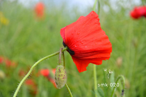 Po dešti- autorská fotografie