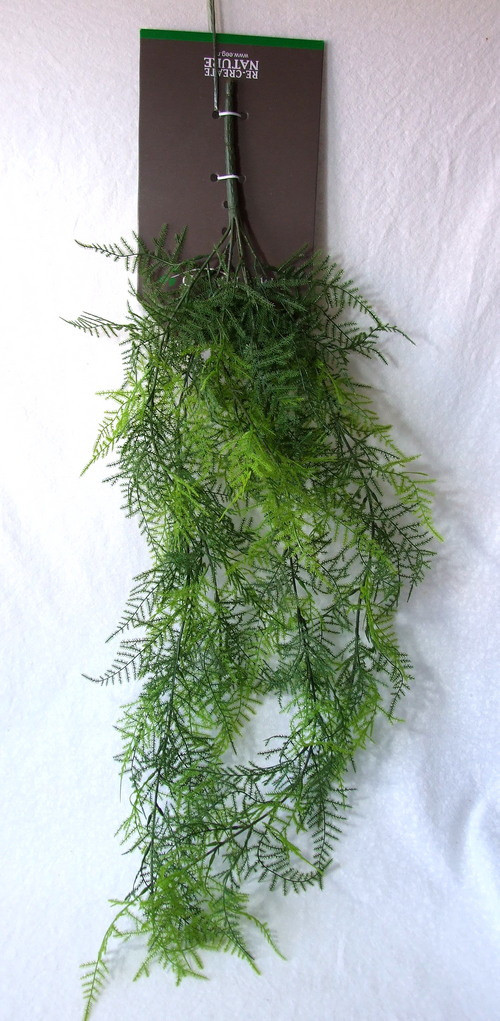 Asparagus plumosus, 80 cm — foto 1
