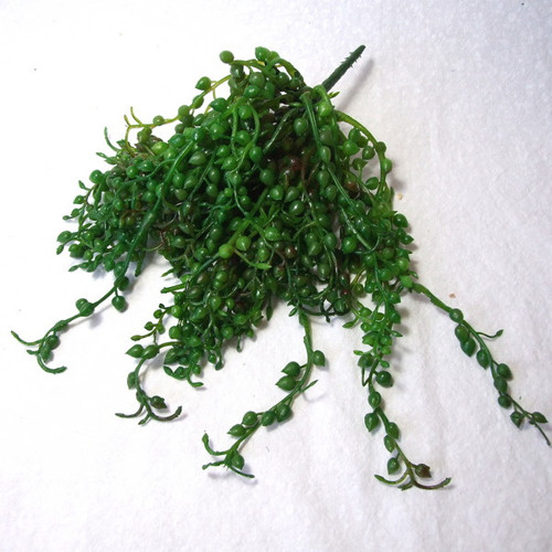 Sukulent Senecio — foto 1