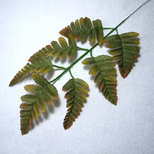 Kapradina Rumohra — foto 1