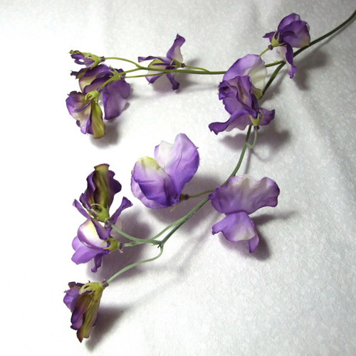 Hrachor fialový — foto 1