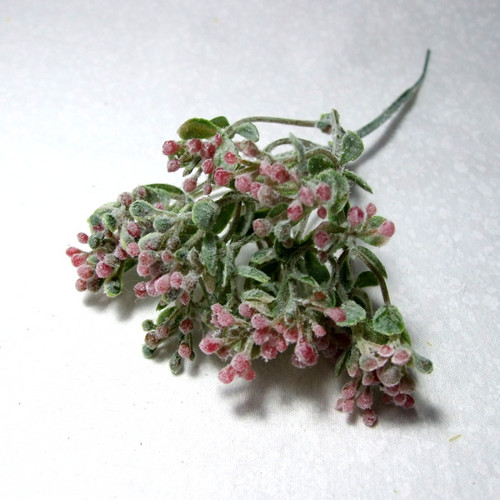 Řeřicha růžová — foto 1