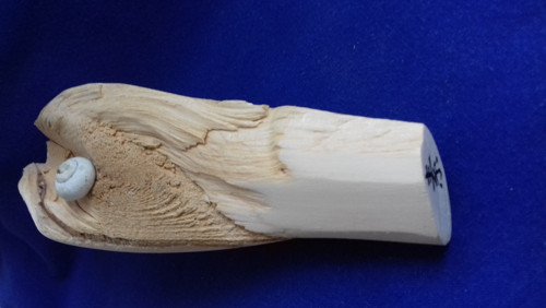 Dřevěný artefakt s hlemýždí ulitou