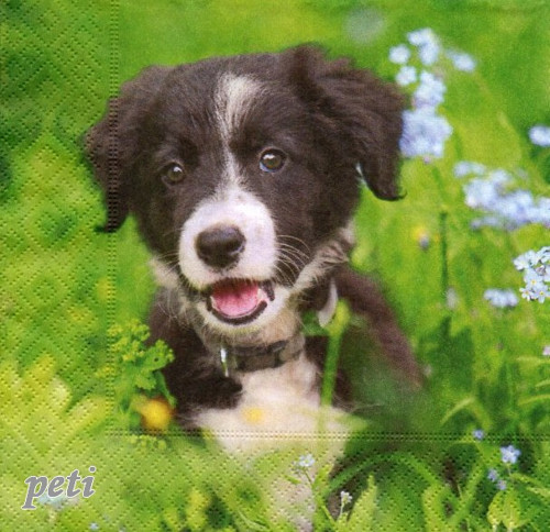 Ubrousek štěně — foto 1