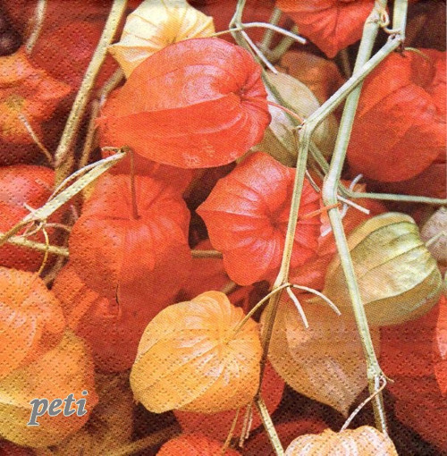 Ubrousek mochyně — foto 1