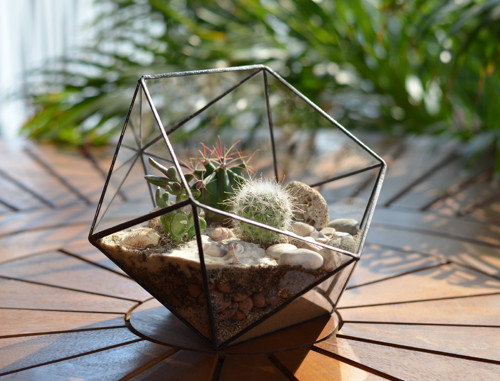 Florarium "Koulička velká"