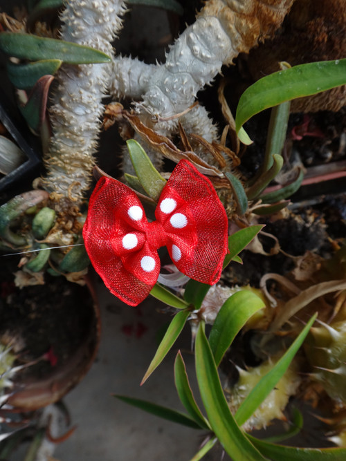 Mini mašlička — foto 1