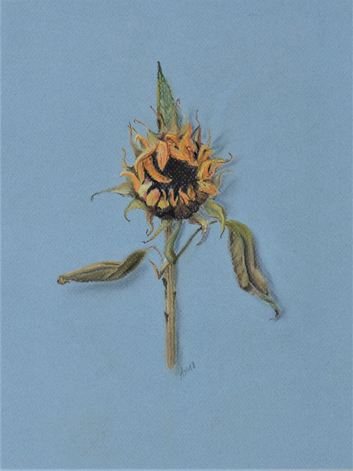Originál suchý pastel-Odkvétám-30x24 cm