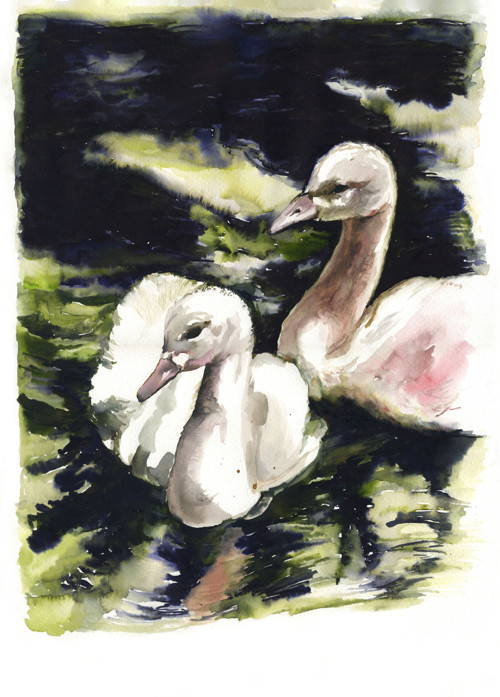 Labutě, labutě - akvarel, originál A3, 42cm x 30cm