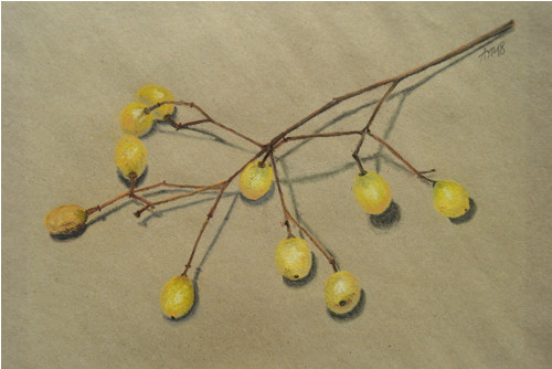 Originál suchý pastel- plody z Madeiry -25 x 18 cm