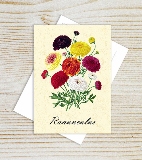 Pohlednice - ranunculus — foto 1