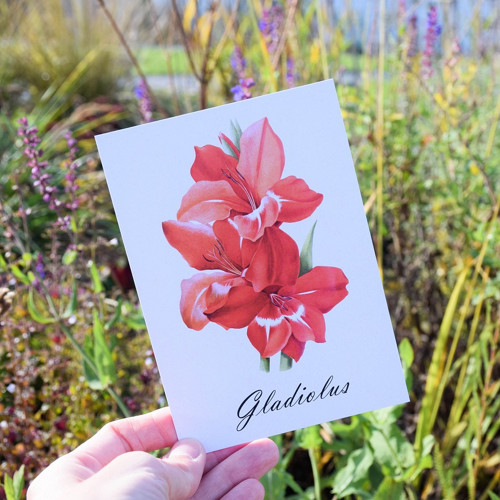 Pohlednice - gladiolus 2
