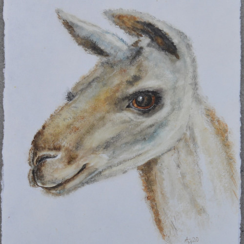 Originál, akvarel - Lama - 31 x 21 cm