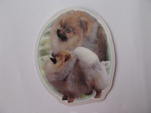 Samolepka s pomeranianem — foto 1