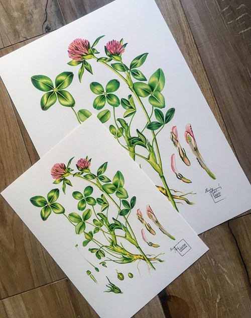 Plakát Jetel repro. autorské ilustrace A3