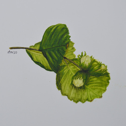 Originál, akvarel - tři oříšky - 28 x 21 cm
