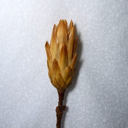 Protea krémová — foto 1