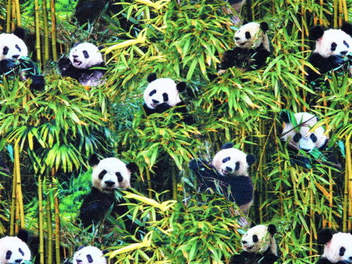Úplet - pandy — foto 1