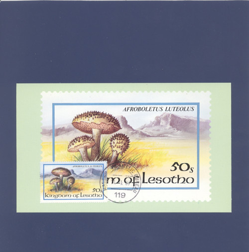 Houba Afroboletus Luteolus - Cartes Maximum