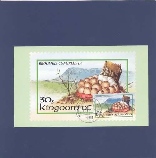 Houba Broomeia Congregata - Cartes Maximum — foto 1