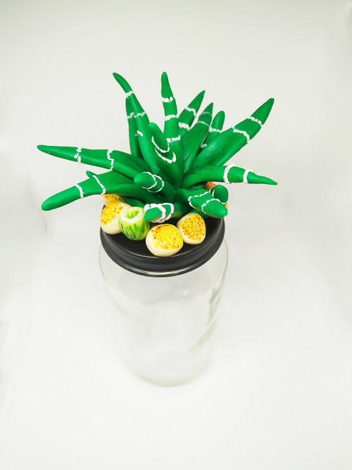 Ozdobná dozička Haworthia — foto 1