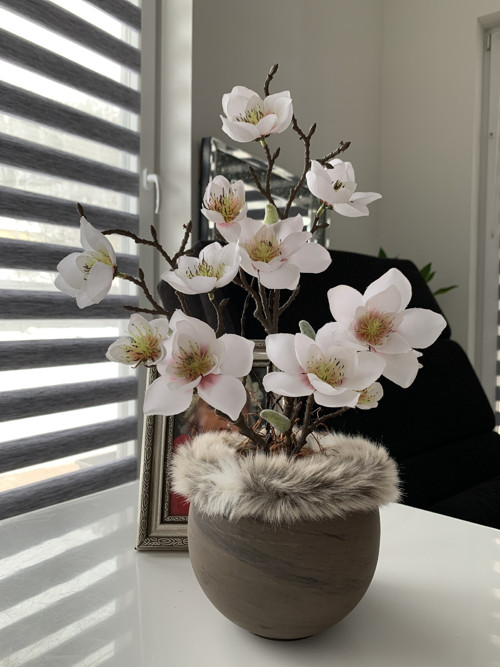 Magnolie v teple — foto 1