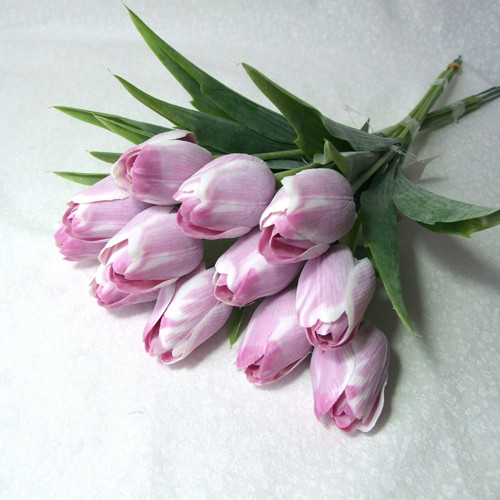 Tulipán ledově růžový