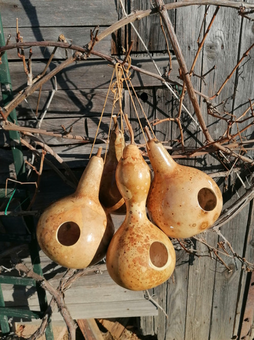 Budka z tykve II. — foto 1