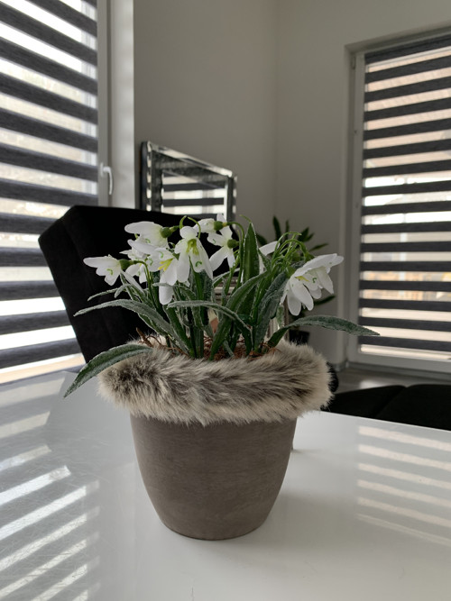 Ledové sněženky — foto 1