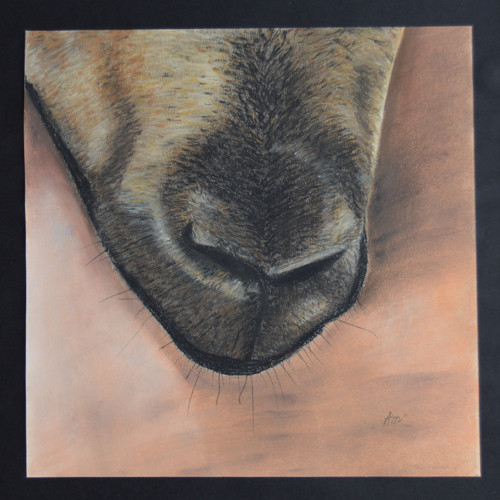 Originál suchý pastel - Koza - 28 x 28 cm