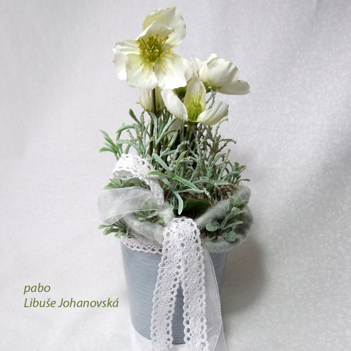 Zimní pohlazení - s čemeřicí (161) — foto 1
