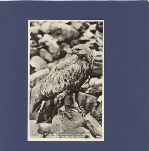 Golden Eagle - pohlednice — foto 1