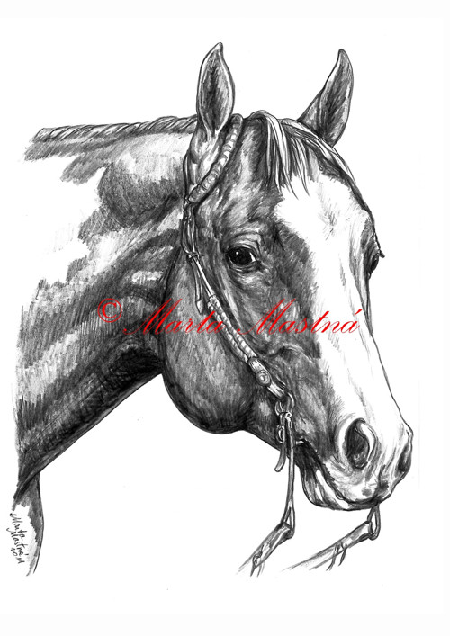 Kůň paint horse