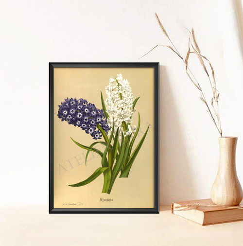 Z herbáře - hyacint