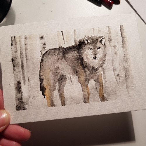 Akvarel vlk samotář — foto 1