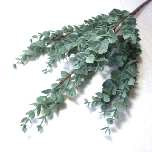 Eukalyptus - modrošedý trs — foto 1
