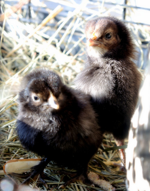 Čertík a Bertík jdou na výlet — foto 1