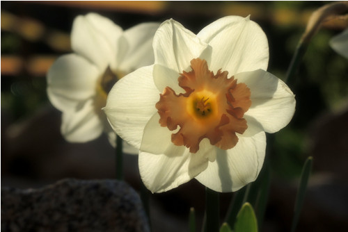 Narcisy — foto 1