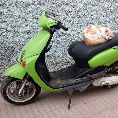 Kočkolap — foto 1