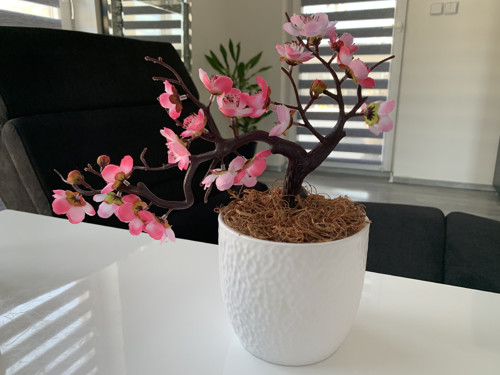 Sakura — foto 1