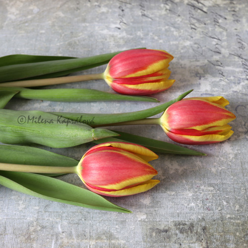 Tulipány